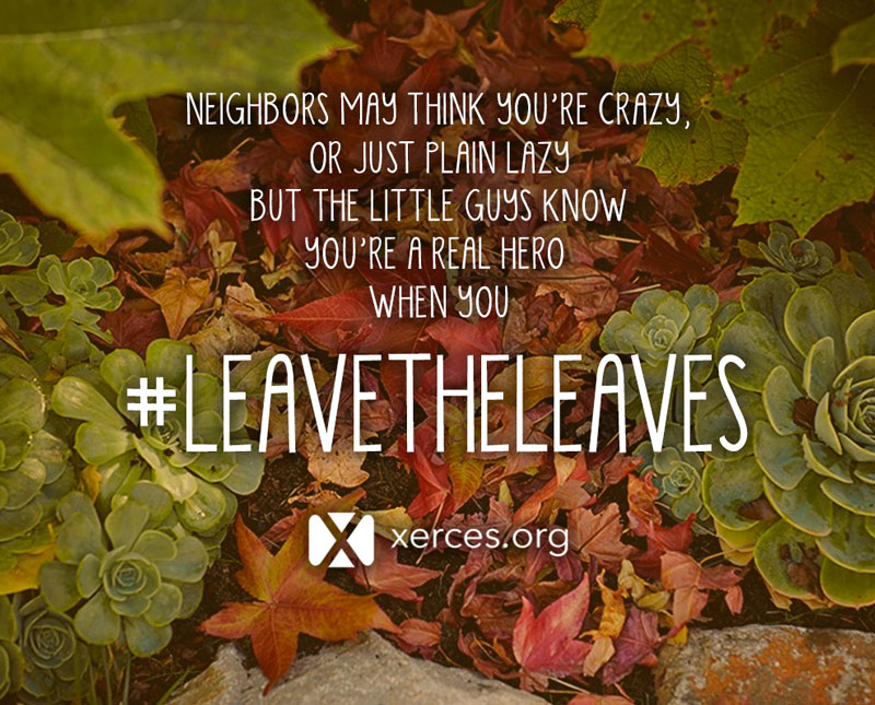 Xerces Society Blog: Leave the Leaves! By Justin Wheeler on 6 October 2017